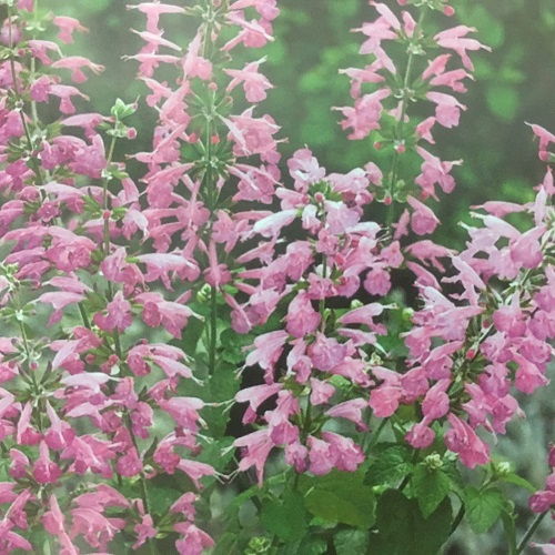 Salvia Summer Jewels Lavender